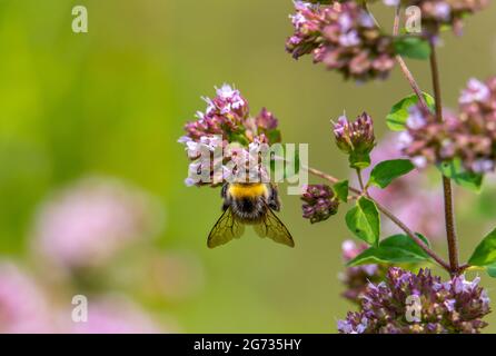 Eine zottelige Hummel bestäubt einen blühenden Oregano. Stockfoto