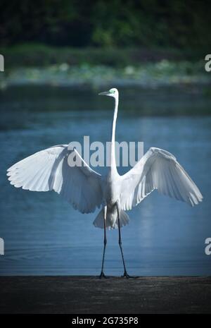 Der intermediäre Reiher, der mittlere Reiher, der kleinere Reiher oder der Gelbschnabelreiher (Ardea intermedia) ist ein mittelgroßer Reiher. Einige Taxonomen stellen die Art in die Gattung Egretta oder Mesophoyx. Sri Lanka. Stockfoto