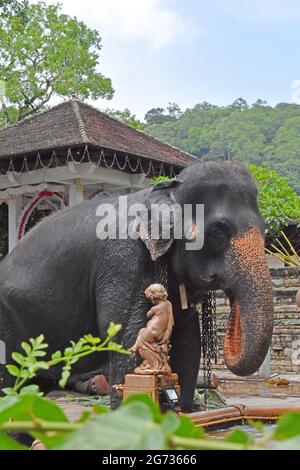 Ein Elefant bei Sri Daladamaligawa Kandy. Tempel der Heiligen Zahnreliquie; gemeinhin als der ශ්‍රී දළදා මාළිගාව bekannt, ist ein buddhistischer Tempel in Kandy, Sri Lanka. Es befindet sich im königlichen Palastkomplex des ehemaligen Königreichs Kandy, in dem sich die Reliquie des Zahnes des Buddha befindet. Sri Lanka. Stockfoto