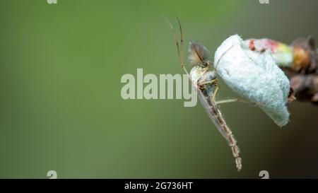 Chironomidae chironomide Mücken sitzen auf einem jungen Blatt. Stockfoto