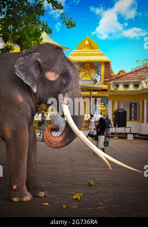 Ein Elefant bei Sri Daladamaligawa Kandy. Tempel der Heiligen Zahnreliquie; gemeinhin als der ශ්‍රී දළදා මාළිගාව bekannt, ist ein buddhistischer Tempel in Kandy, Sri Lanka. Es befindet sich im königlichen Palastkomplex des ehemaligen Königreichs Kandy, in dem sich die Reliquie des Zahnes des Buddha befindet. Sri Lanka. Stockfoto