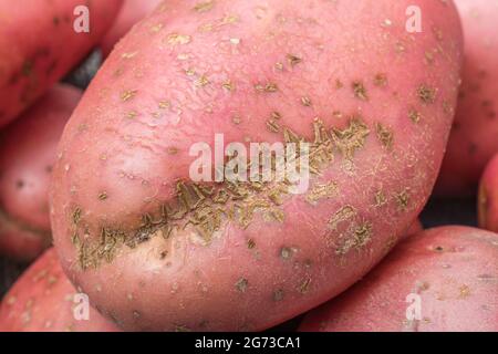 Rote/rosarote Kartoffel, die in Großbritannien angebaut wird. Die Kartoffeln weisen eine gewisse Krankheit auf [was ein gewöhnlicher Schorf oder vielleicht ein pulverförmiger Schorf sein kann]. Stockfoto