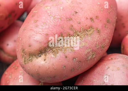 Rote/rosarote Kartoffel, die in Großbritannien angebaut wird. Die Kartoffeln weisen eine gewisse Krankheit auf [was ein gewöhnlicher Schorf oder vielleicht ein pulverförmiger Schorf sein kann]. Stockfoto