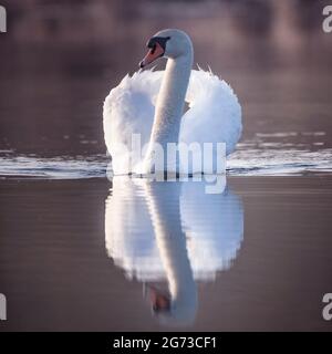 Großer weißer männlicher Schwan, der im Wasser sitzt. Stockfoto