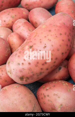 Rote/rotbraune Kartoffeln, die in Großbritannien angebaut werden. Die Kartoffeln weisen eine gewisse Krankheit auf [was in frühen Stadien des gewöhnlichen Schorf oder möglicherweise pulverförmigen Schorf auftreten kann]. Stockfoto