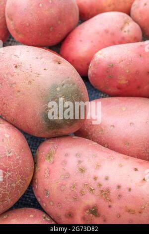 Rote/rotbraune Kartoffeln, die in Großbritannien angebaut werden. Die Kartoffeln haben eine gewisse Krankheit, aber hier ist das Problem die „Begrünung“ einer Kartoffel [siehe Anmerkungen]. Stockfoto