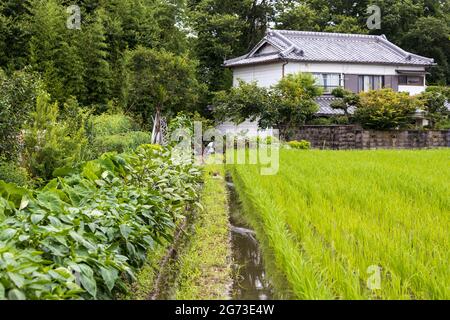 Japanisches Haus umgeben von viel Grün im Sommer Stockfoto