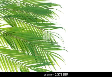 Hintergrund der grünen Handfläche Zweige auf einem weißen Hintergrund Stockfoto