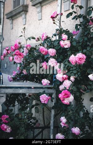 Vertikale Aufnahme voll blühter rosa Rosen in einem Garten Stockfoto