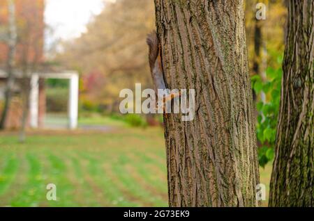 Das Eichhörnchen sitzt verkehrt auf der Rinde eines Baumes. Eichhörnchen auf einem Baum. Eichhörnchen in einem Naturpark. Baumstämme im Hintergrund.