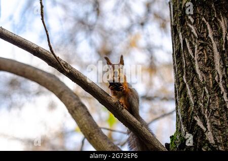 Ein schönes rothaarige Eichhörnchen sitzt bewegungslos auf einem Ast, hält eine Nuss und blickt direkt in die Kamera. Stockfoto