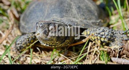 Die Europäische Teichschildkröte (Emys orbicularis), auch Europäische Teichschildkröte und Europäische Teichschildkröte genannt. Stockfoto