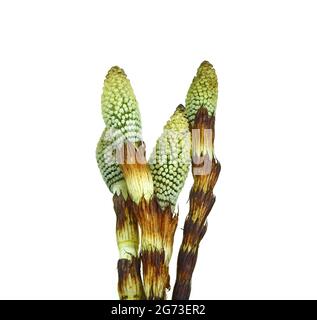 Nahaufnahme des Sporecons des Wasserschwanzes Equisetum fluviatile. Stockfoto