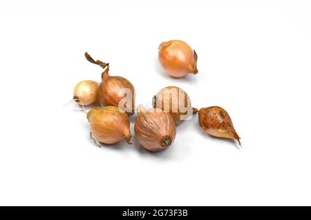 Zwiebel auf weißem Hintergrund säen. Frühlingszwiebeln. Kleine Zwiebeln gelbe Zwiebelsätze bereit zum Pflanzen. Frühling, Gartenkonzept. Stockfoto