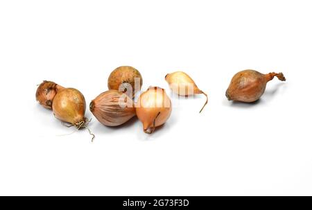 Zwiebel auf weißem Hintergrund säen. Frühlingszwiebeln. Kleine Zwiebeln gelbe Zwiebelsätze bereit zum Pflanzen. Frühling, Gartenkonzept. Stockfoto