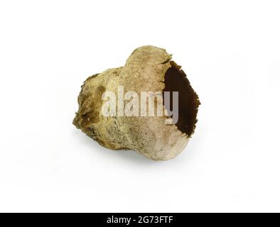 Sehr alte geknackte Pilze gemeiner Puffball (Lycoperdon perlatum) isoliert auf weißem Hintergrund. Stockfoto