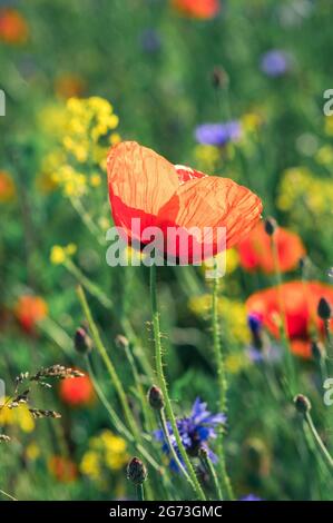 Vertikale Aufnahme einer schönen roten Mohnblume und bunten Wildblumen unter Sonnenlicht Stockfoto