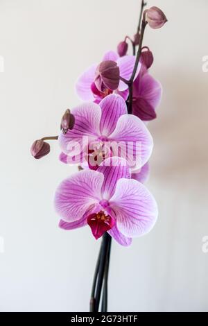 Orchidaceae oder Orchidee isoliert Stockfoto