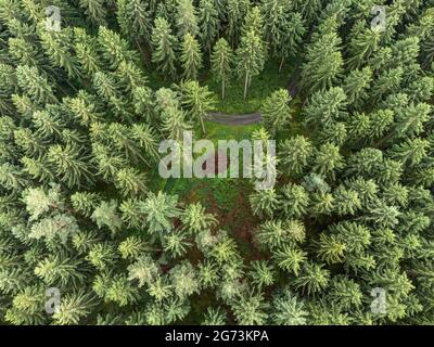 Nadelbäume eines Waldes von oben Stockfoto