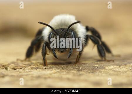 Frontale Nahaufnahme einer bedrohlichen weiblichen Graubienen-Biene, Andrena Vaga Stockfoto