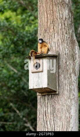 Rotfuchshörnchen Sciurus niger sitzt auf einem Vogelhaus in Naples, Florida. Stockfoto