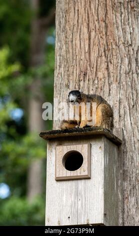 Rotfuchshörnchen Sciurus niger sitzt auf einem Vogelhaus in Naples, Florida. Stockfoto