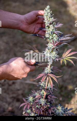 Eine Nahaufnahme von männlichen Händen, die große und bunte Marihuanaknospen schneiden, isoliert mit einem verschwommenen Hintergrund Stockfoto