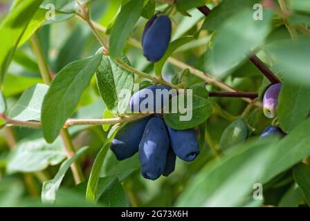 Reife blaue Geißelbeeren auf einem Busch, Nahaufnahme Stockfoto