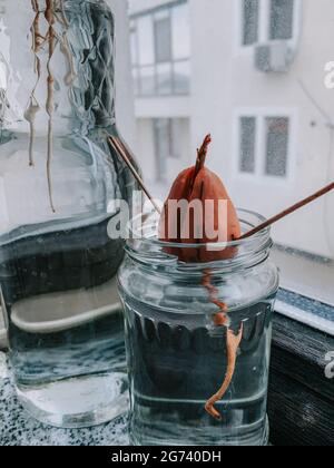 Der Avocado-Spross wächst aus dem Samen in einem Glas Wasser Stockfoto