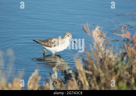 Greater Yellowlegs watend in stillem Wasser in der Nähe des Ufers. Pflanzen im Vordergrund. Stockfoto