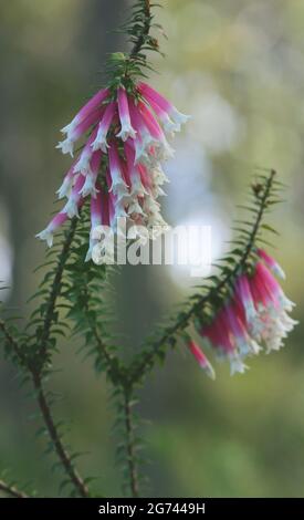 Nahaufnahme der rosafarbenen und weißen glockenförmigen Blüten der australischen Fuchsia-Heide, Epacris longiflora, Familie Ericaceae, Sydney, NSW, Australien Stockfoto