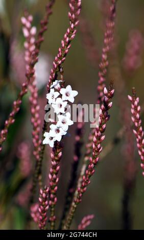 Rosa und weiße Blüten und Knospen der australischen Korallenheide Coast Coral Heath, Epacris microphylla, wächst im Wald, Sydney, Australien Stockfoto