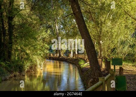 Wald um Cal Forcada Firmenstadt in Navàs, neben dem Fluss Llobregat (Navàs, Barcelona, Katalonien, Spanien) ESP: Entornos de bosque en Navàs Stockfoto