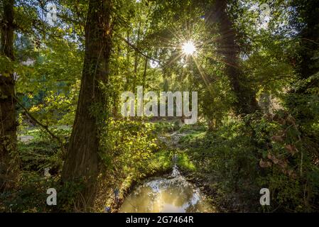 Wald um Cal Forcada Firmenstadt in Navàs, neben dem Fluss Llobregat (Navàs, Barcelona, Katalonien, Spanien) ESP: Entornos de bosque en Navàs Stockfoto