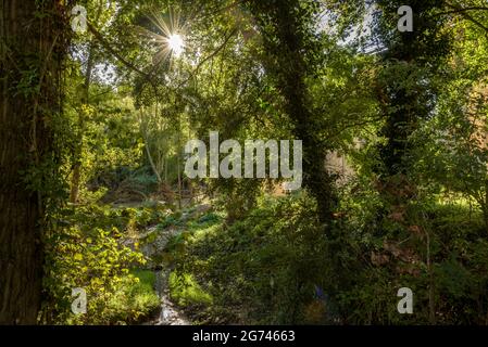 Wald um Cal Forcada Firmenstadt in Navàs, neben dem Fluss Llobregat (Navàs, Barcelona, Katalonien, Spanien) ESP: Entornos de bosque en Navàs Stockfoto