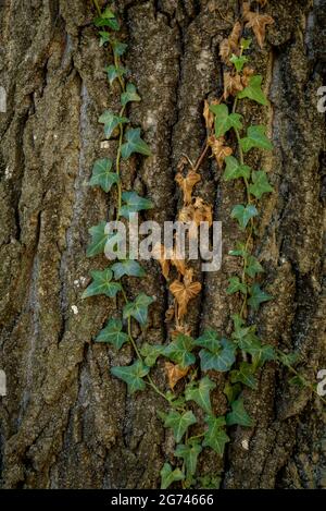 Wald um Cal Forcada Firmenstadt in Navàs, neben dem Fluss Llobregat (Navàs, Barcelona, Katalonien, Spanien) ESP: Entornos de bosque en Navàs Stockfoto