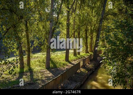 Wald um Cal Forcada Firmenstadt in Navàs, neben dem Fluss Llobregat (Navàs, Barcelona, Katalonien, Spanien) ESP: Entornos de bosque en Navàs Stockfoto