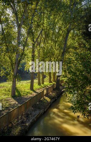 Wald um Cal Forcada Firmenstadt in Navàs, neben dem Fluss Llobregat (Navàs, Barcelona, Katalonien, Spanien) ESP: Entornos de bosque en Navàs Stockfoto