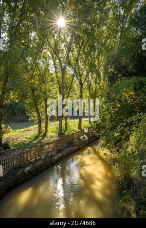 Wald um Cal Forcada Firmenstadt in Navàs, neben dem Fluss Llobregat (Navàs, Barcelona, Katalonien, Spanien) ESP: Entornos de bosque en Navàs Stockfoto