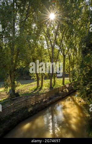 Wald um Cal Forcada Firmenstadt in Navàs, neben dem Fluss Llobregat (Navàs, Barcelona, Katalonien, Spanien) ESP: Entornos de bosque en Navàs Stockfoto