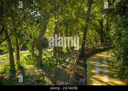 Wald um Cal Forcada Firmenstadt in Navàs, neben dem Fluss Llobregat (Navàs, Barcelona, Katalonien, Spanien) ESP: Entornos de bosque en Navàs Stockfoto