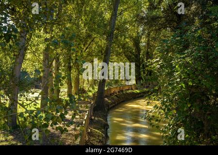 Wald um Cal Forcada Firmenstadt in Navàs, neben dem Fluss Llobregat (Navàs, Barcelona, Katalonien, Spanien) ESP: Entornos de bosque en Navàs Stockfoto