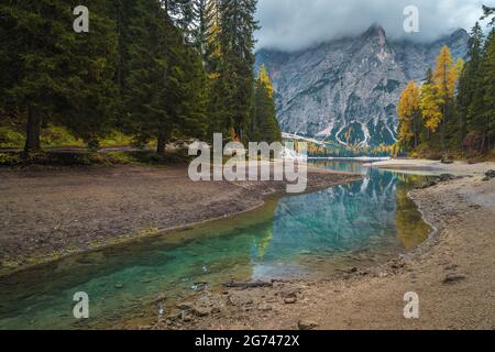 Wunderschöne Herbstlandschaft mit türkisfarbenem Alpensee im Pinienwald. Prags-See und spektakuläre Küste mit bunten Lärchenbäumen, Dolomiten, IT Stockfoto