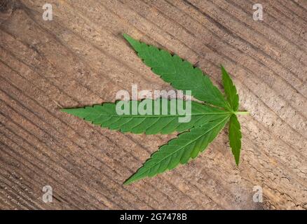 Cannabisblatt auf hölzernen Hintergrund, Marihuana Blätter Cannabispflanze Hanf cbd-Tee Stockfoto