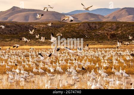 Morgendliche Blastoff von Schneegänsen bei Bosque del Apache in New Mexico Stockfoto