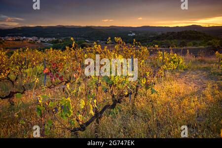 Roter Sonnenaufgang von den Weinbergen von Serrat del Girald, auf dem Hügel Les Cases, südlich der Stadt Navàs (Navàs, Katalonien, Spanien) ESP: Amanecer rojizo en Navàs Stockfoto