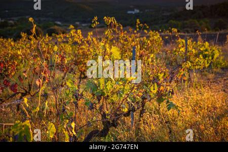 Roter Sonnenaufgang von den Weinbergen von Serrat del Girald, auf dem Hügel Les Cases, südlich der Stadt Navàs (Navàs, Katalonien, Spanien) ESP: Amanecer rojizo en Navàs Stockfoto