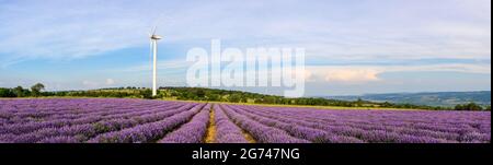 Lavendelfeld mit blühenden purpurnen Büschen, die für kosmetische Zwecke in der Nähe von Burgas, Bulgarien, angebaut werden. Windturbinen im Hintergrund. Stockfoto