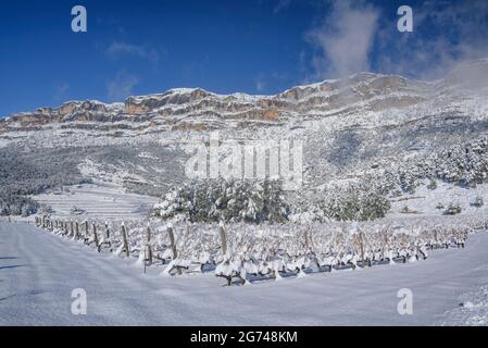 Schneebedeckte Weinberge unter dem Montsant-Gebirge, in der Nähe des Dorfes La Morera de Montsant (Priorat, Tarragona, Katalonien, Spanien) Stockfoto