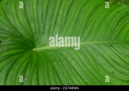 Eine Textur des Alocasia grünen Blattes Stockfoto